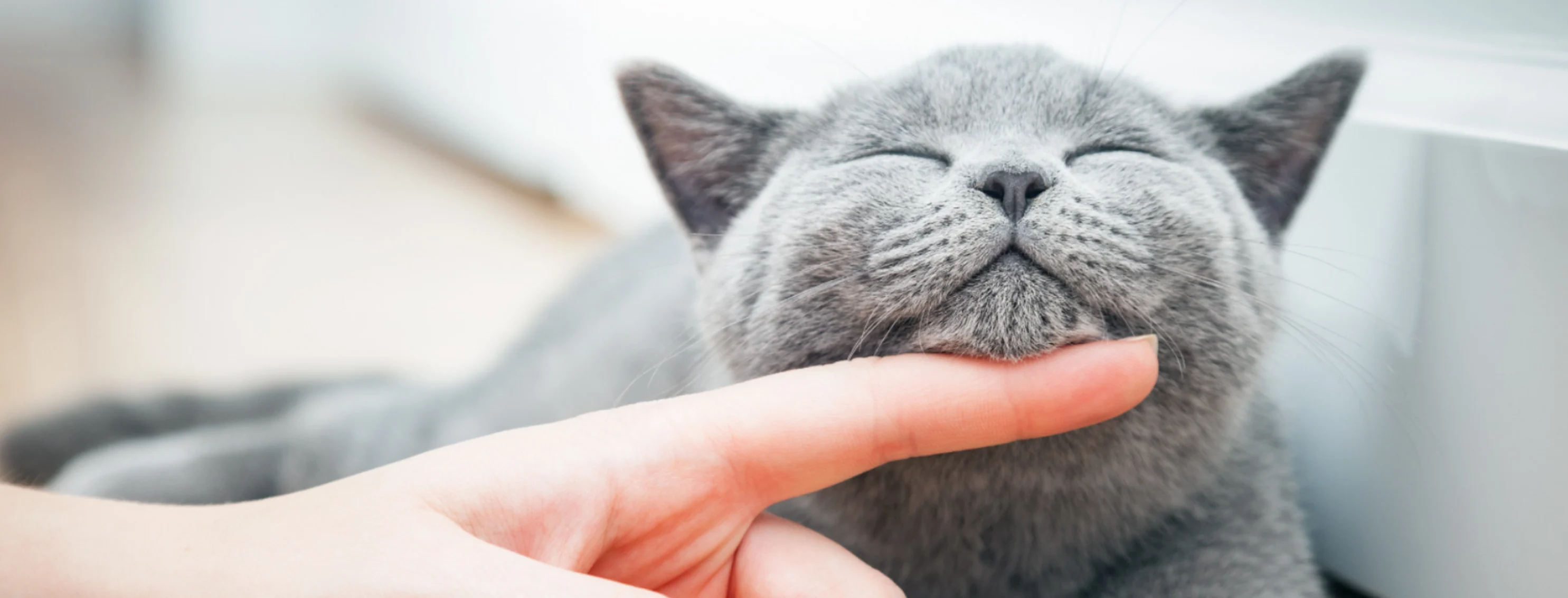 Grey Cat Chin Scratch